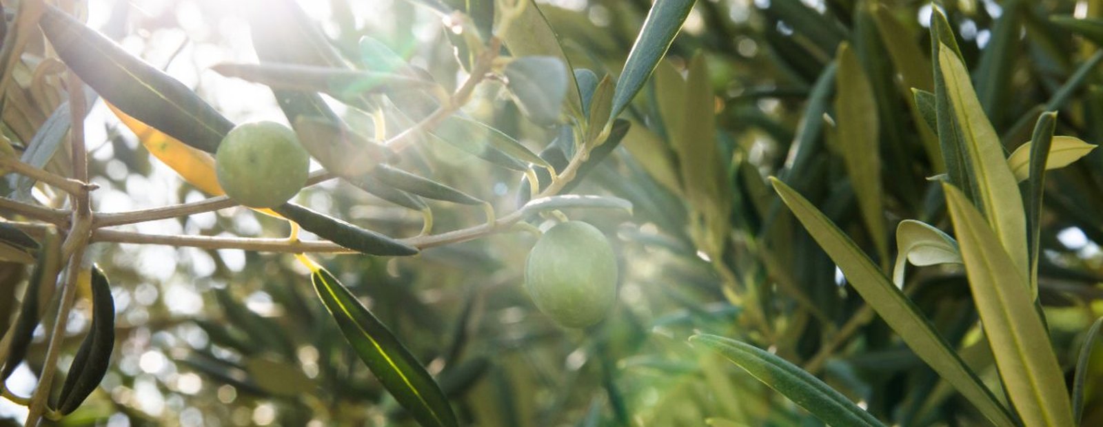 Oleuimmu® Olive Leaf Extract