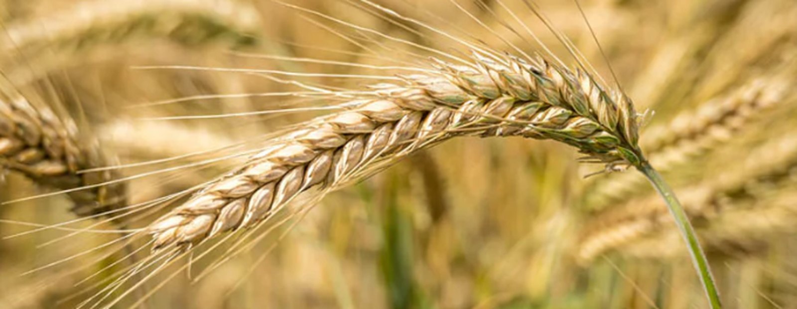 Supermidine™ Wheat Germ Extract (Spermidine)